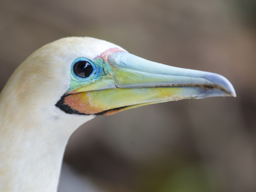 christmas island swell lodge photo tour example 24